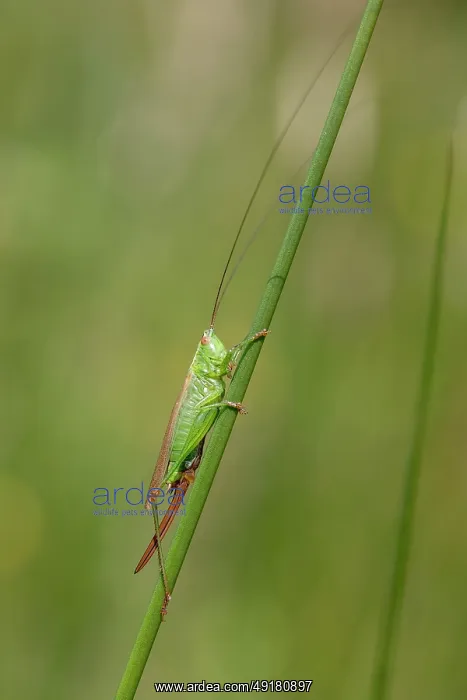  : Long Winged Conehead - Female - UK