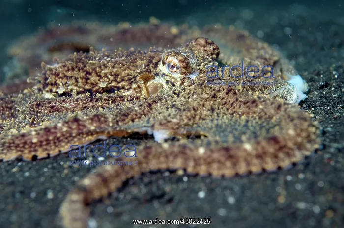  : Longarmed Octopus