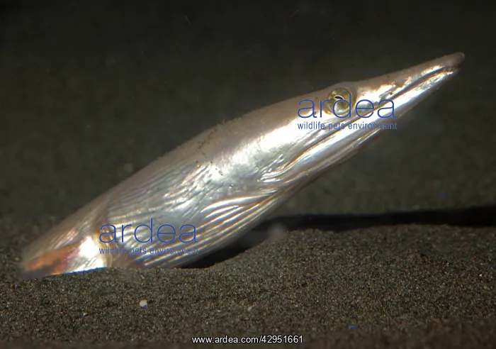 : Longbilled Snake Eel, west Pacific and Atlantic Oceans : Longbilled Snake Eel, west Pacific and Atlantic Oceans