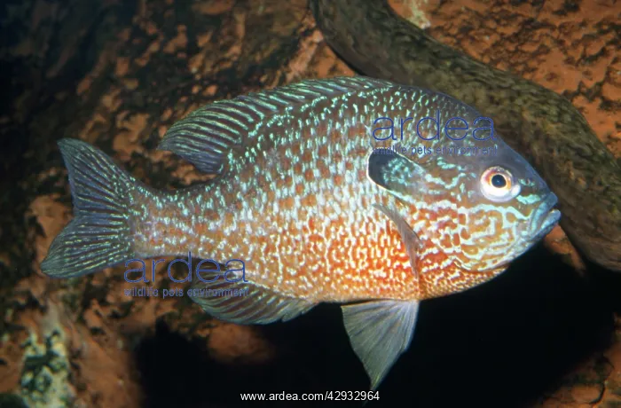 : Longear Sunfish : Longear Sunfish