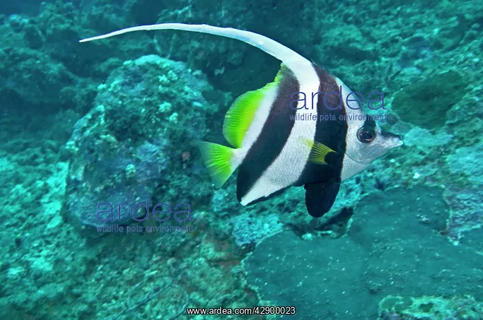 : Longfin Bannerfish : Longfin Bannerfish