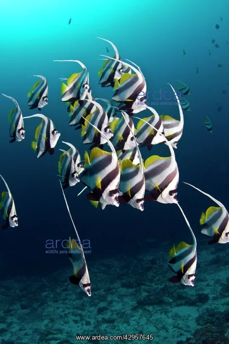 : Longfin Bannerfish : Longfin Bannerfish
