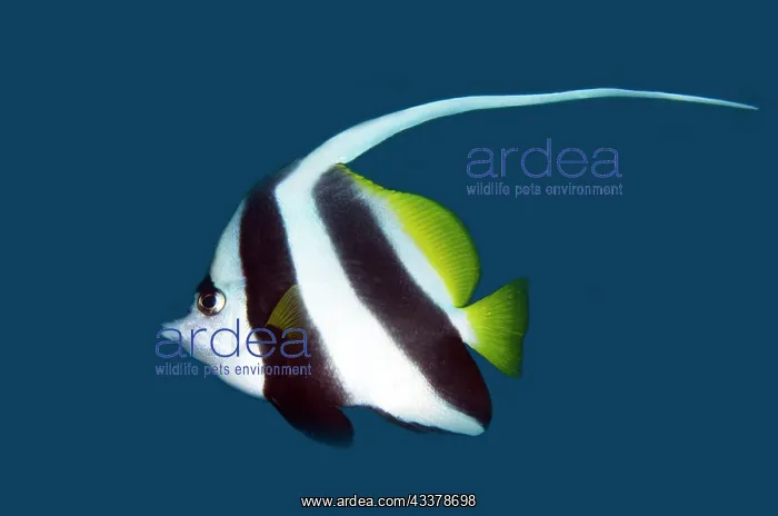 : Longfin Bannerfish : Longfin Bannerfish