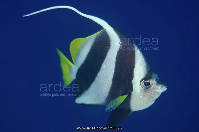 : Longfin Bannerfish : Longfin Bannerfish