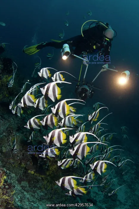 : Longfin Bannerfish - with diver : Longfin Bannerfish - with diver