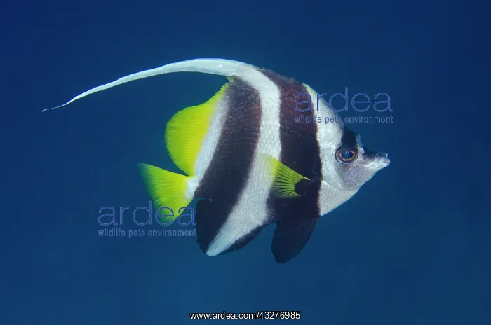  : Longfin Bannerfish - Post 2 dive site, Menjangan Island, Bul