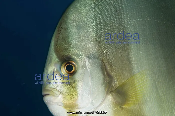  : Longfin Batfish