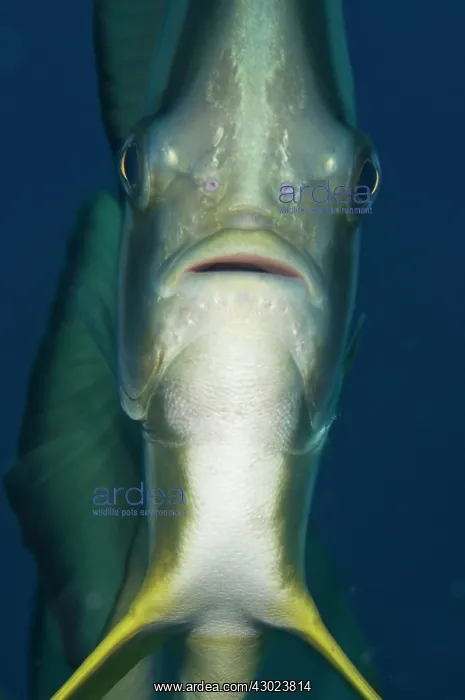  : Longfin Batfish