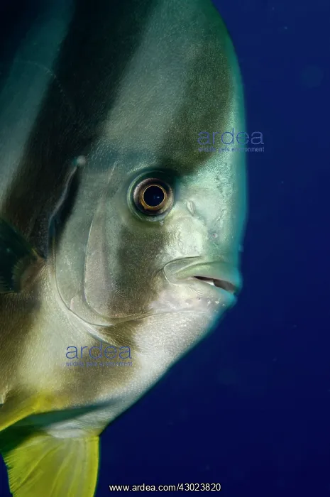  : Longfin Batfish