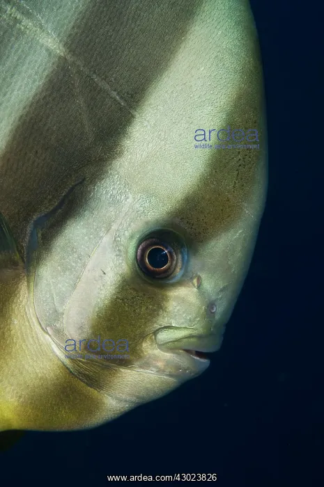  : Longfin Batfish