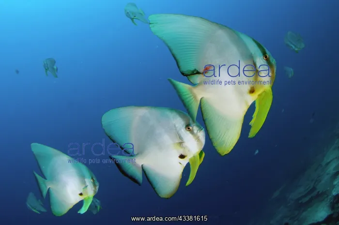 : Longfin Batfish : Longfin Batfish
