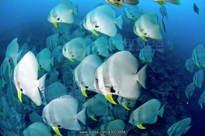  : Longfin Batfish large school