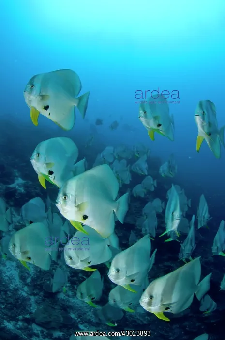  : Longfin Batfish large school