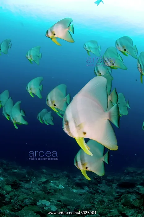 : Longfin Batfish large school against sun : Longfin Batfish large school against sun
