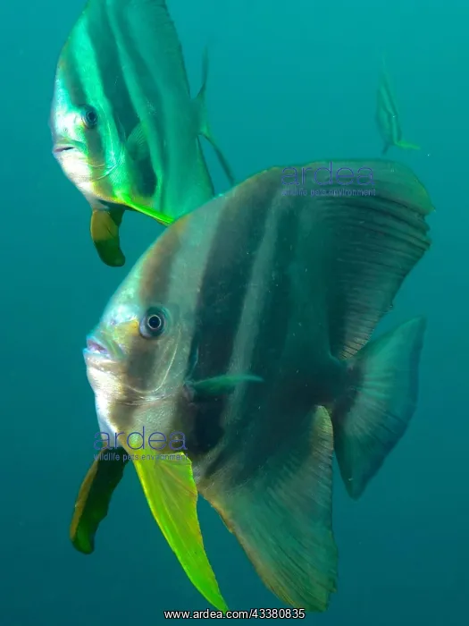 : Longfin batfish (Platax teira), Aliwal Shoal dive : Longfin batfish (Platax teira), Aliwal Shoal dive