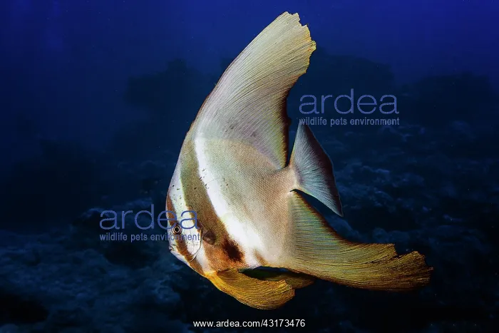 : Longfin batfish (Platax teira), Reunion island : Longfin batfish (Platax teira), Reunion island