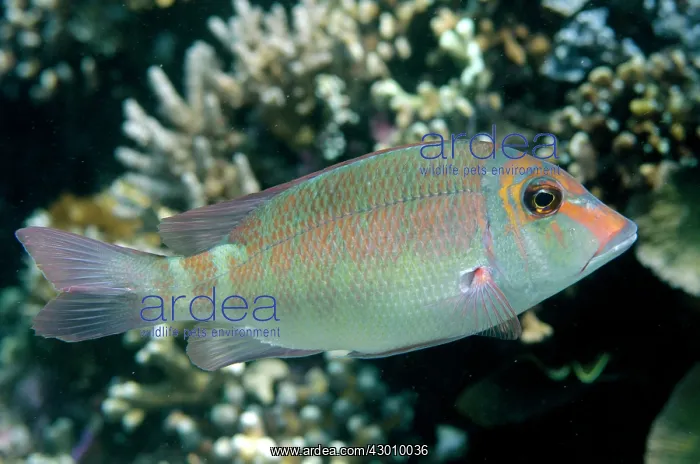 : Longfin Emperor Tatawa Besar dive site, between : Longfin Emperor Tatawa Besar dive site, between