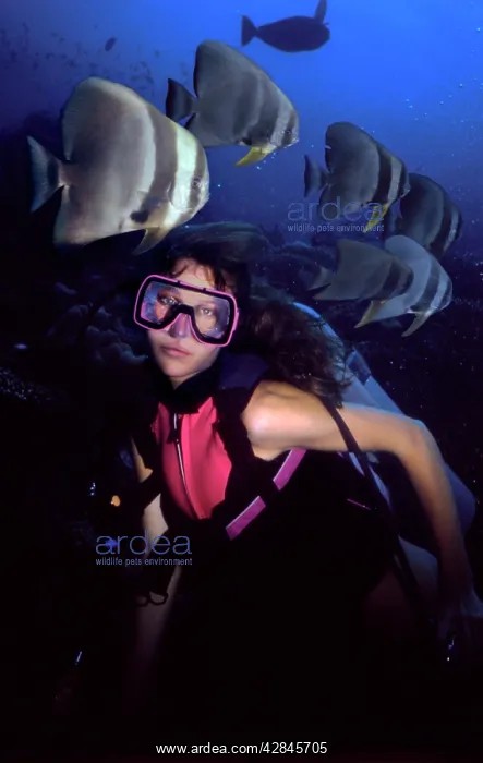 : Longfin / Round / Teira Batfish - Scuba Diver : Longfin / Round / Teira Batfish - Scuba Diver