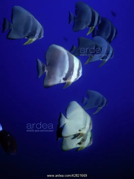 : Longfin / Round / Teira Batfish - Shoal : Longfin / Round / Teira Batfish - Shoal