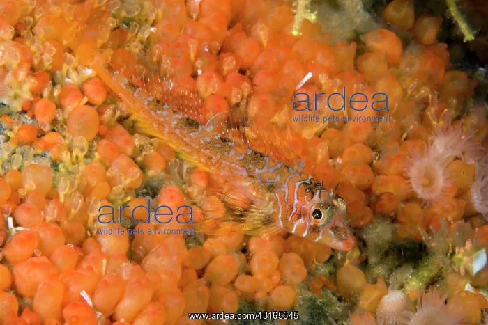 : Longfin sculpin Jordania zonope Alaska Unites States North P : Longfin sculpin Jordania zonope Alaska Unites States North P
