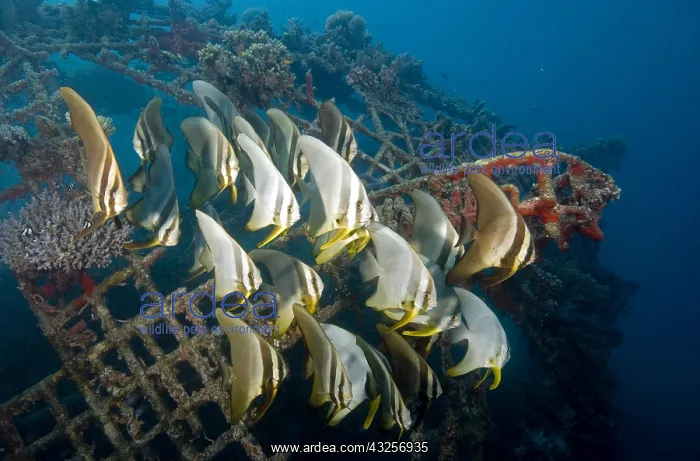 : Longfin Spadefish (Platax teira) swimming at th : Longfin Spadefish (Platax teira) swimming at th