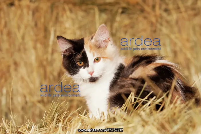 : Longhair calico kitten in golden grass : Longhair calico kitten in golden grass