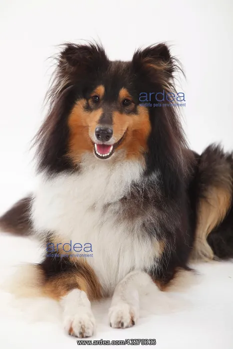 : Longhair collie, bitch, black-tri, animal portrait : Longhair collie, bitch, black-tri, animal portrait