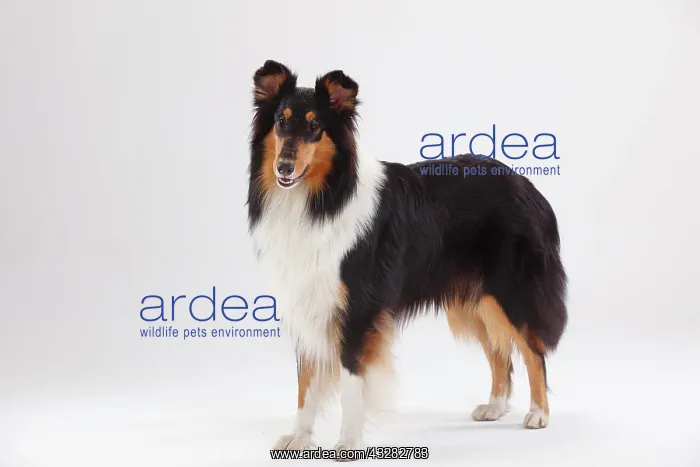 : Longhair collie, bitch, black-tri, standing : Longhair collie, bitch, black-tri, standing