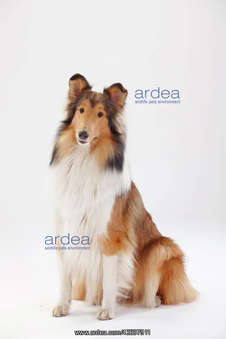 : Longhair collie, female, sitting : Longhair collie, female, sitting