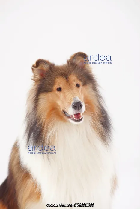 : Longhair collie, male, animal portrait : Longhair collie, male, animal portrait