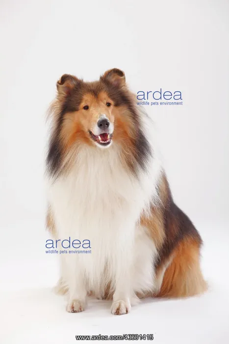 : Longhair collie, male, sitting : Longhair collie, male, sitting