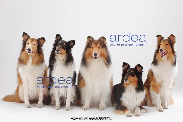 : Longhair collies, male and female, animal group : Longhair collies, male and female, animal group