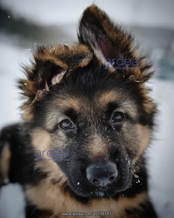 : Longhaired German Shepherd Dog, Face, Ilmenau, Germany : Longhaired German Shepherd Dog, Face, Ilmenau, Germany