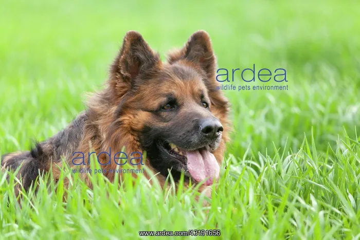 : Longhaired, Old German Shepherd Dog in grass, portrait : Longhaired, Old German Shepherd Dog in grass, portrait