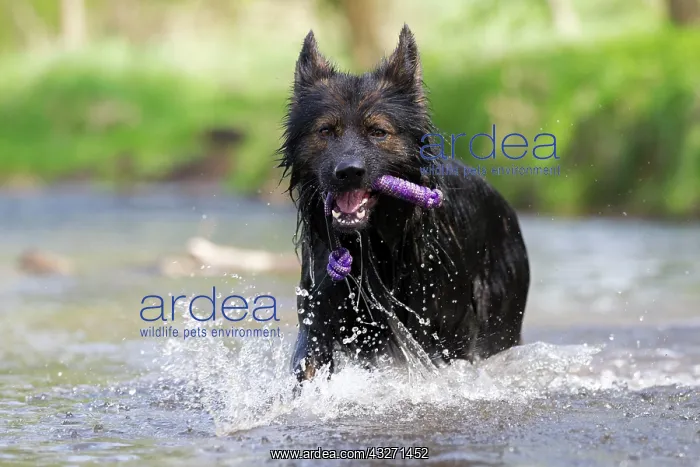 : Longhaired Old German Shepherd Dog playing in river : Longhaired Old German Shepherd Dog playing in river