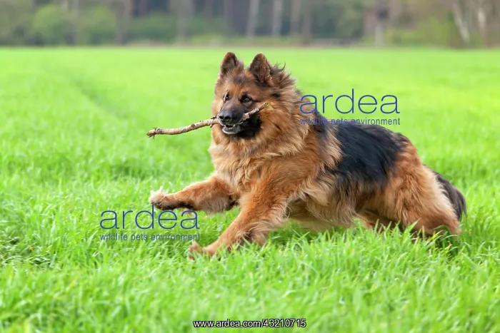 : Longhaired, Old German Shepherd Dog running over : Longhaired, Old German Shepherd Dog running over