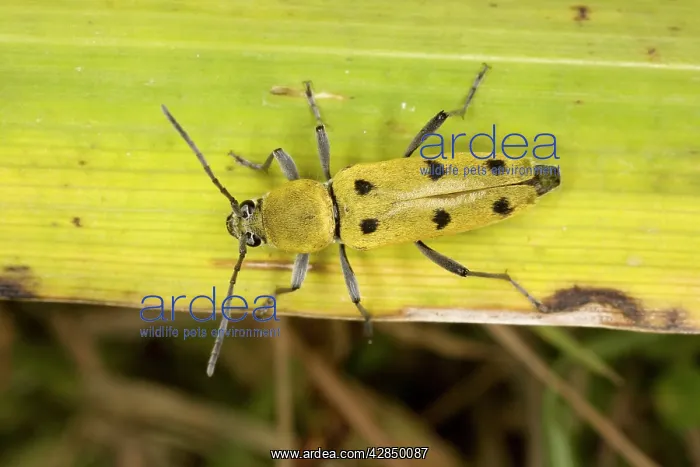 : A longhorn beetle : A longhorn beetle