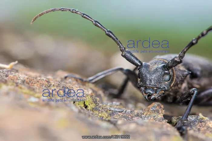  : Longhorn Beetle