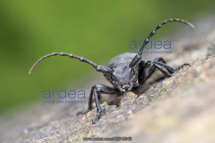  : Longhorn Beetle
