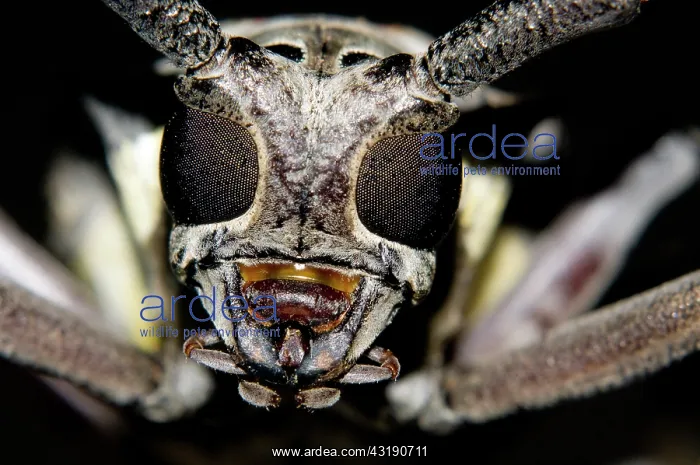 : Longhorn Beetle : Longhorn Beetle