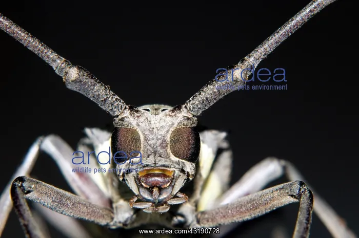 : Longhorn Beetle : Longhorn Beetle