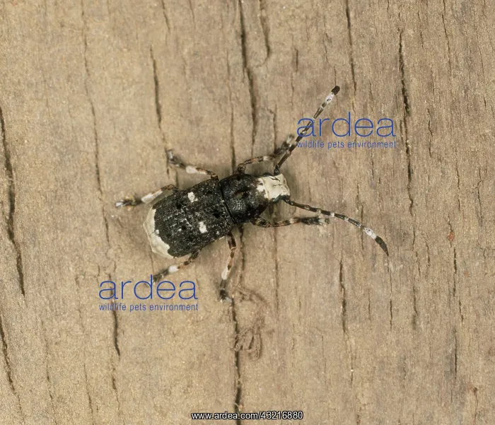 : Longhorn beetle : Longhorn beetle