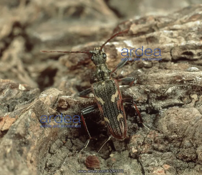 : Longhorn beetle : Longhorn beetle