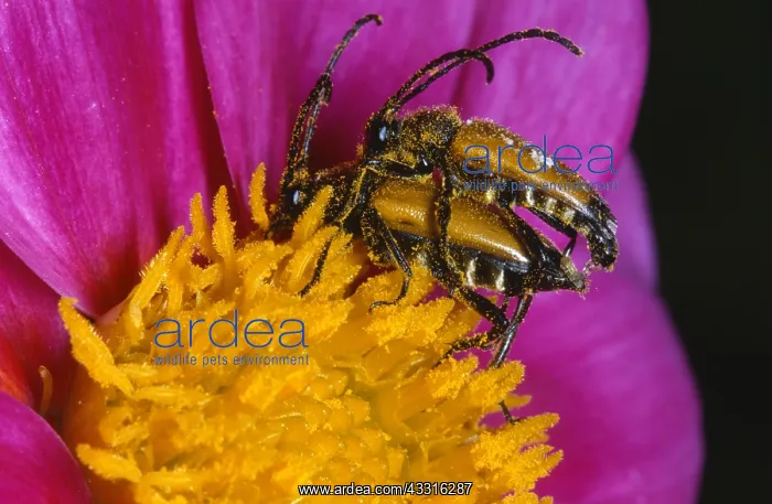 : Longhorn Beetle : Longhorn Beetle
