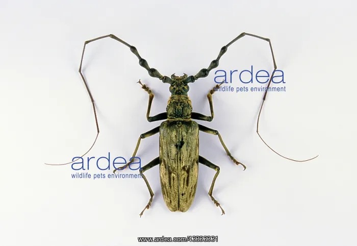  : Longhorn Beetle