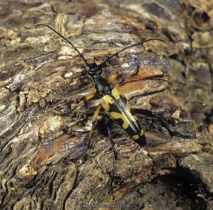 : Longhorn Beetle : Longhorn Beetle