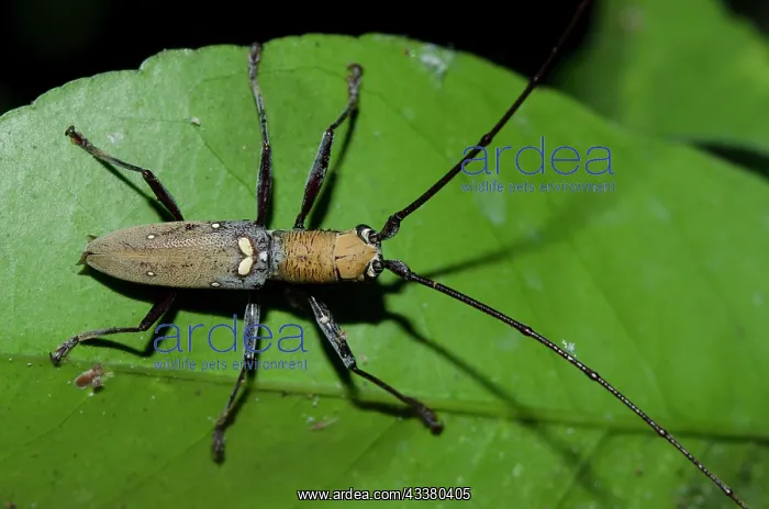 : Longhorn Beetle : Longhorn Beetle