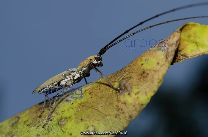: Longhorn Beetle : Longhorn Beetle