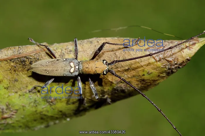: Longhorn Beetle : Longhorn Beetle