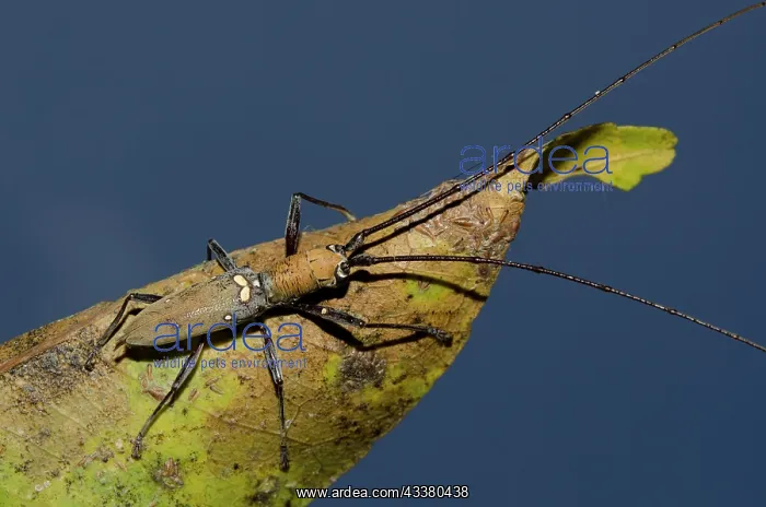 : Longhorn Beetle : Longhorn Beetle